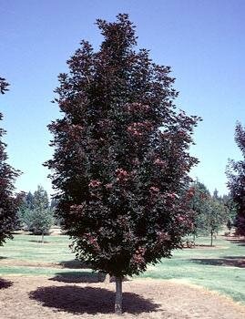 Crimson Sentry Maple