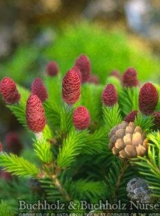 Pusch Norway Spruce