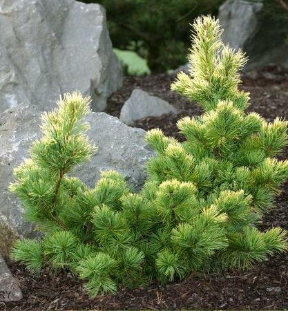 Goldilocks Japanese White Pine