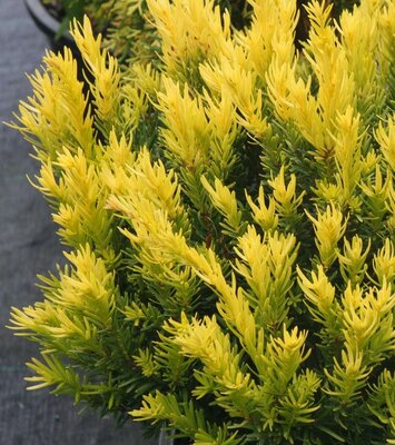Dwarf Bright Gold Yew