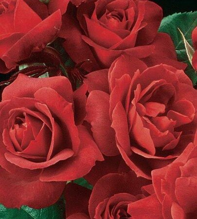 Hot Cocoa Floribunda Rose
