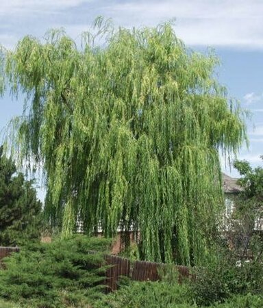 Golden Weeping Willow