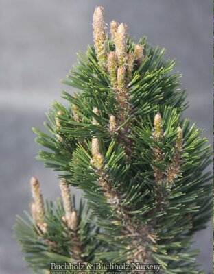 Kotobuki Japanese Black Pine