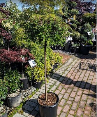 Palibin Lilac Tree - image 1