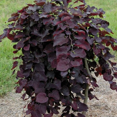 Ruby Falls Redbud
