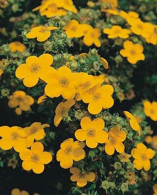 Tangerine Potentilla