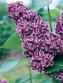 Sensation French Lilac