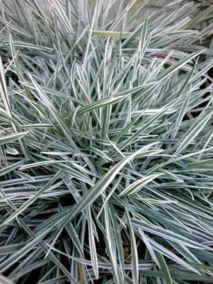 Variegated Bulbous Oat Grass