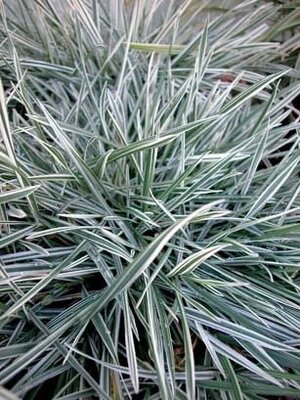 Variegated Bulbous Oat Grass