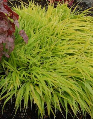 All Gold Japanese Forest Grass
