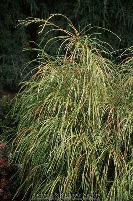 Whipcord Cedar Tree Form - image 2