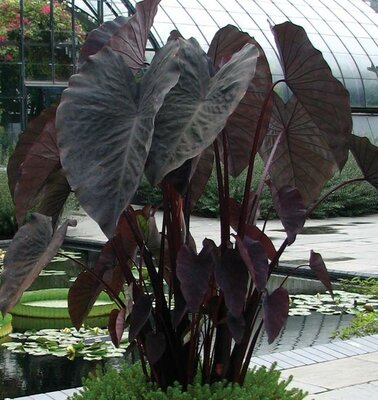 Black Coral Taro