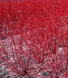 Red Twig Dogwood