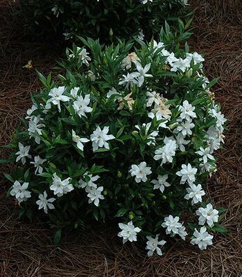 Frostproof Gardenia