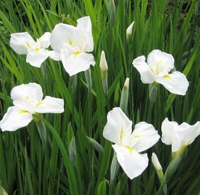 White Japanese Water Iris