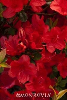 Girard's Hotshot Azalea