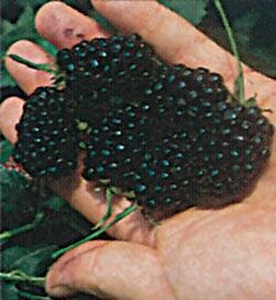 Navaho Thornless Blackberry