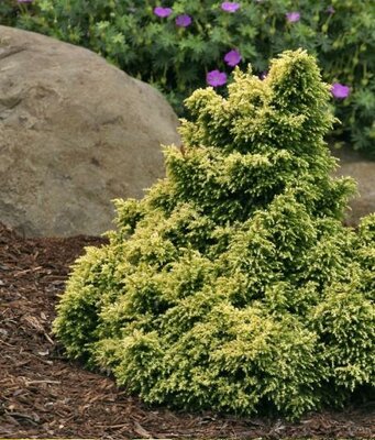Twinkle Toes Japanese Cedar