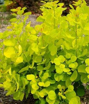 Golden Spirit Smoke Bush