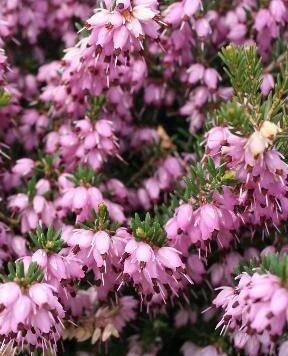 Springwood Pink Heather