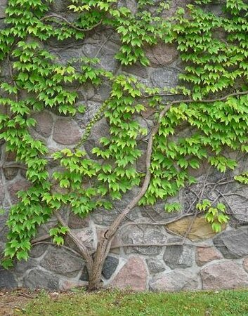 Engelman's Virginia Creeper