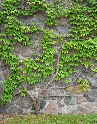 Engelman's Virginia Creeper