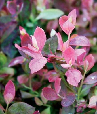 Pink Icing Blueberry