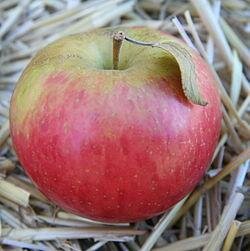 Dwarf Honeycrisp Apple Tree