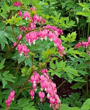 BLEEDING HEART - image 2