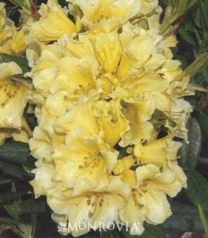 Hotei Rhodo