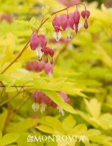 Gold Heart Bleeding Heart - image 2