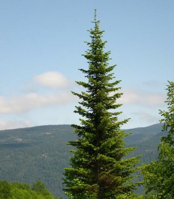 Siberian Fir Tree