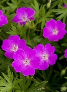 Max Frei Cranesbill
