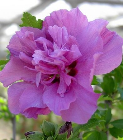 Collie Mullens Hibiscus