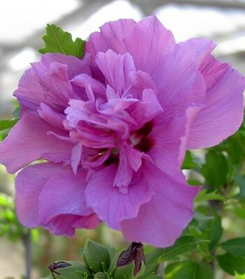 Collie Mullens Hibiscus