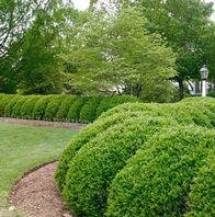 Green Beauty Boxwood