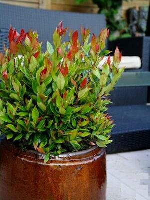Little Flames Leucothoe