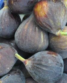 Chicago Hardy Edible Fig