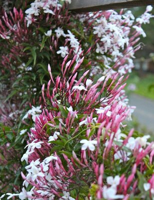 Pink Jasmine