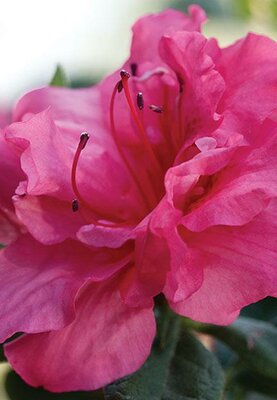 Autumn Rouge Encore Azalea