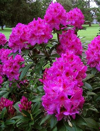 Anah Kruschke Rhodo
