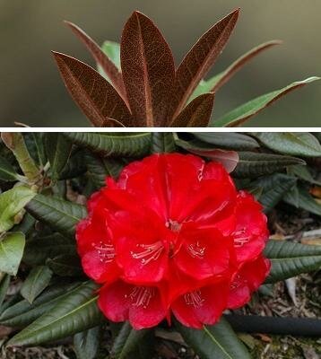 Cherries And Merlot Rhodo