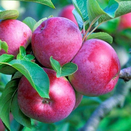 Spartan Apple Tree - image 2