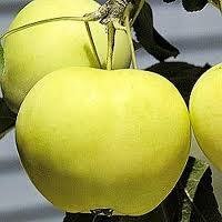 Yellow Transparent Apple Tree