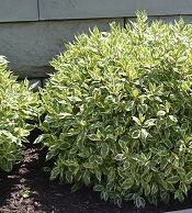 Dwarf Ivory Halo Twig Dogwood