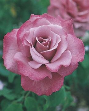 Angel Face Tree Rose