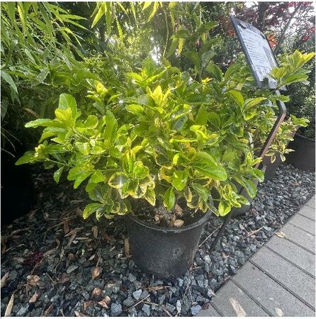 Golden Euonymus
