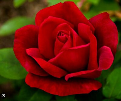 Chrysler Imperial Hybrid Tea Rose