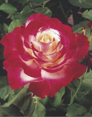 Double Delight Hybrid Tea Rose Tree