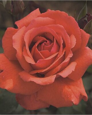 Fragrant Cloud Rose